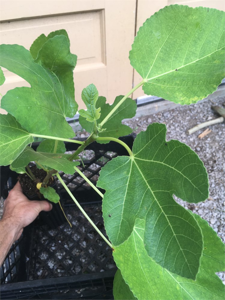 FigBid - Online Auctions of Fig Trees, Fig Cuttings & Growing Supplies ...