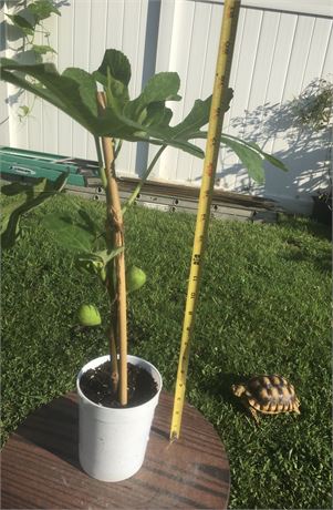 Vern's brown turkey(Not brown Turkey) fig tree with figs from air layer