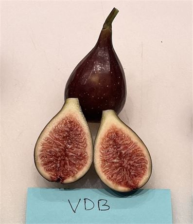 FigBid - Online Auctions of Fig Trees, Fig Cuttings & Growing