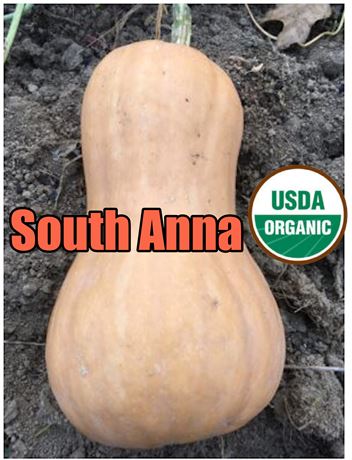 South Anna Butternut SEED - Certified Organic