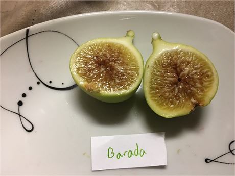 FigBid - Online Auctions of Fig Trees, Fig Cuttings & Growing