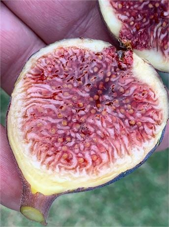 FigBid - Online Auctions of Fig Trees, Fig Cuttings & Growing