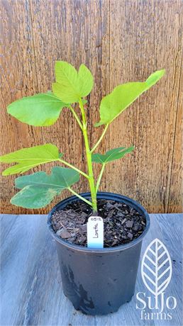 LORETTA - Attractive French fig cultivar (FdM collection)