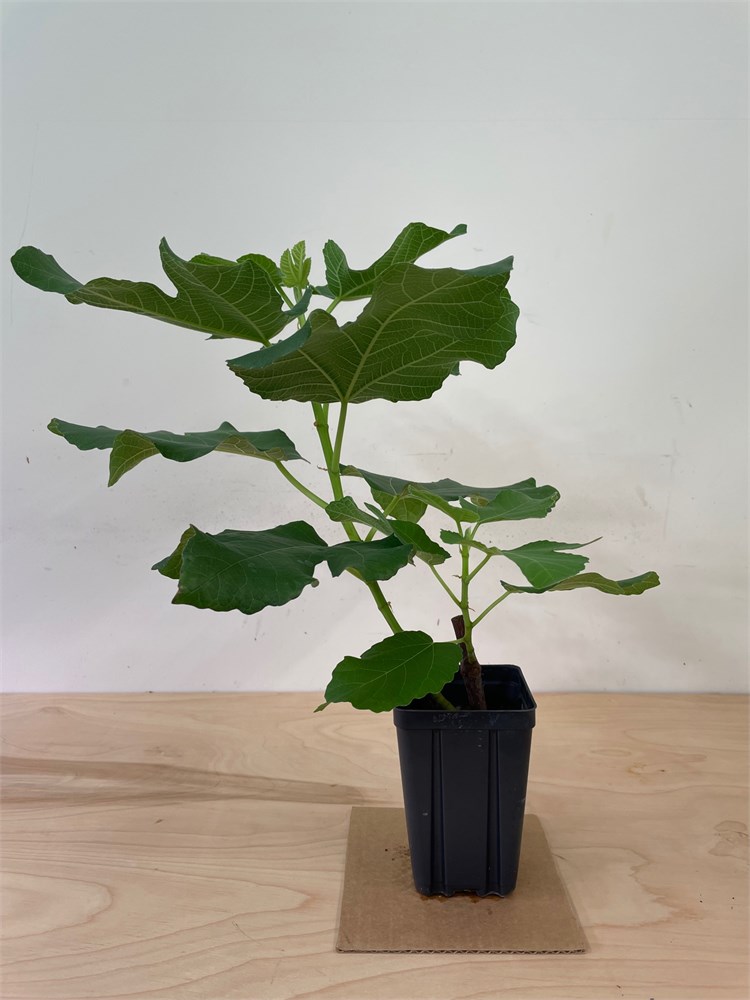 FigBid - Online Auctions of Fig Trees, Fig Cuttings & Growing Supplies ...