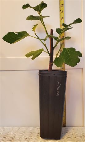 FigBid - Online Auctions of Fig Trees, Fig Cuttings & Growing Supplies ...