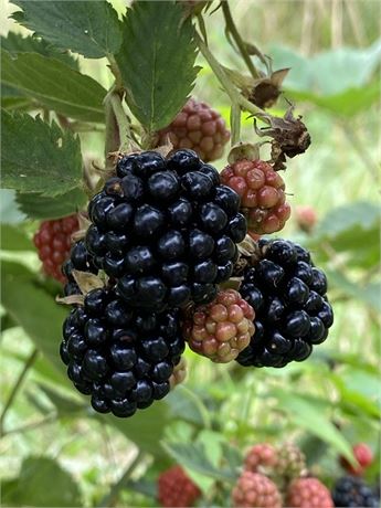 'Sweetie Pie' Blackberry Plant - POTTED