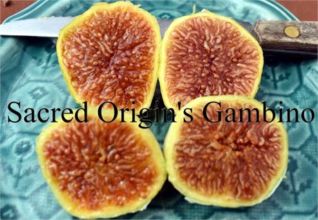 Sacred Origin's Gambino Fig Tree pot