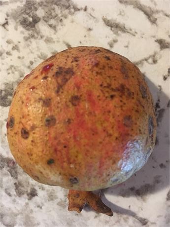 Afghanski Pomegranate Plants - CERTIFIED ORGANIC  NO SHIP CA, TX, WA, OR, etc