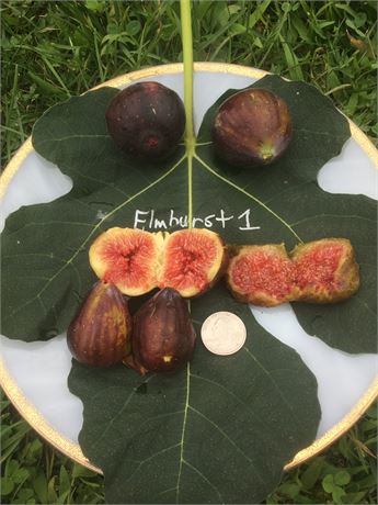 Elmhurst1  fig tree own roots  from Giant airlayer