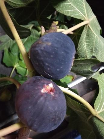 1 Black Madeira fig cutting. PLUS 4 OTHER CUTTING'S = GREAT DEAL.