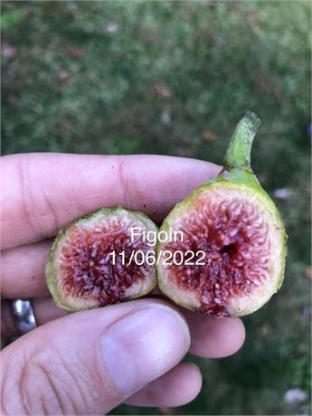 FigBid - Online Auctions of Fig Trees, Fig Cuttings & Growing