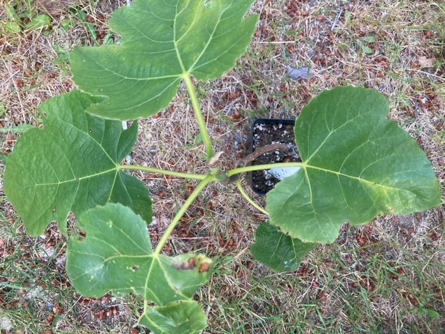 Figbid - Online Auctions Of Fig Trees, Fig Cuttings & Growing Supplies 