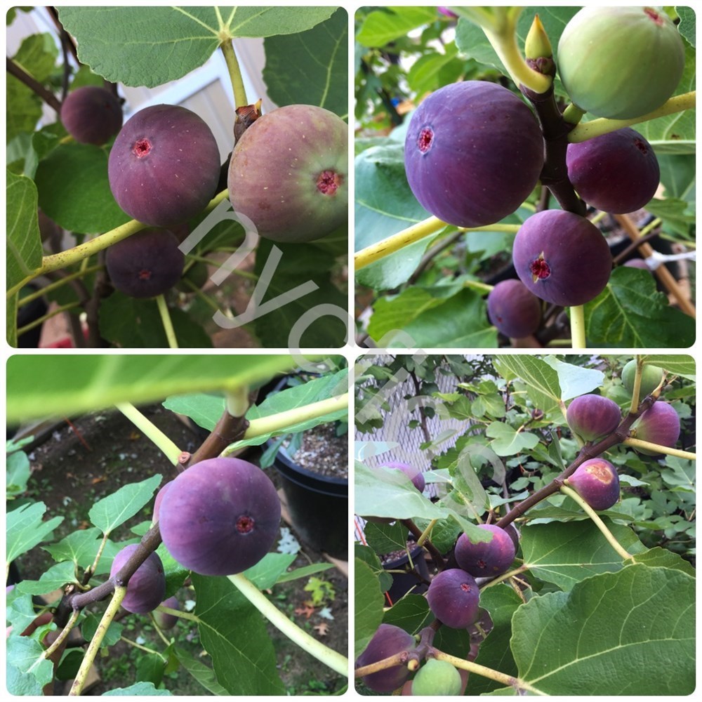 FigBid - Online Auctions of Fig Trees, Fig Cuttings & Growing Supplies ...