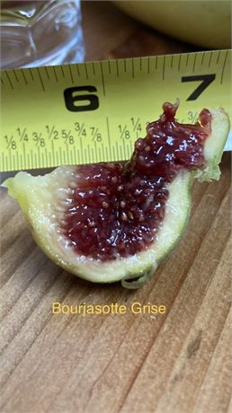 1 Bourjassote Grise fig cutting CUT SAME DAY OF SHIPPING!