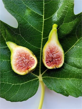 FigBid - Online Auctions of Fig Trees, Fig Cuttings & Growing