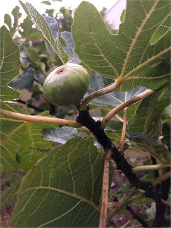 FigBid - Online Auctions of Fig Trees, Fig Cuttings & Growing Supplies