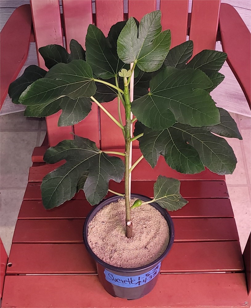 FigBid - Online Auctions of Fig Trees, Fig Cuttings & Growing Supplies ...