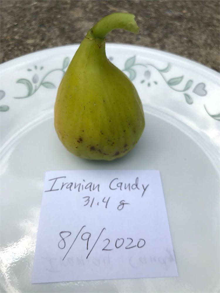 FigBid - Online Auctions of Fig Trees, Fig Cuttings & Growing Supplies ...