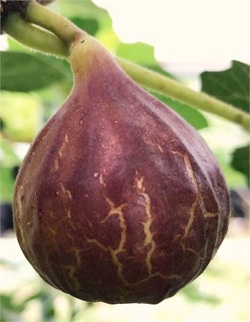 Chicago Hardy Fig POTTED 2-3 Ft Tall