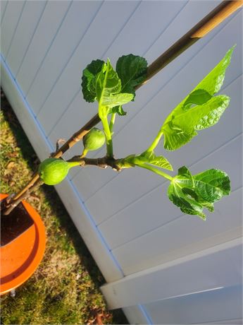 fig tree with figs,