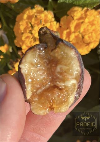 “Zaffiro” a excellent honey fig. Quick Sale 1 cutting FREE SHIPPING
