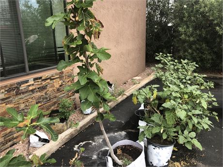 FigBid - Online Auctions of Fig Trees, Fig Cuttings & Growing Supplies ...