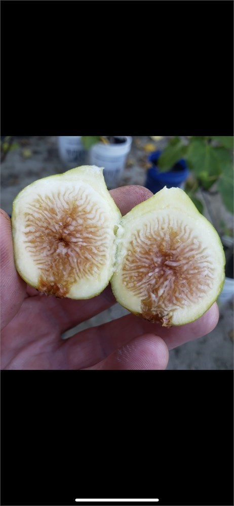 Figbid - Online Auctions Of Fig Trees, Fig Cuttings & Growing Supplies 