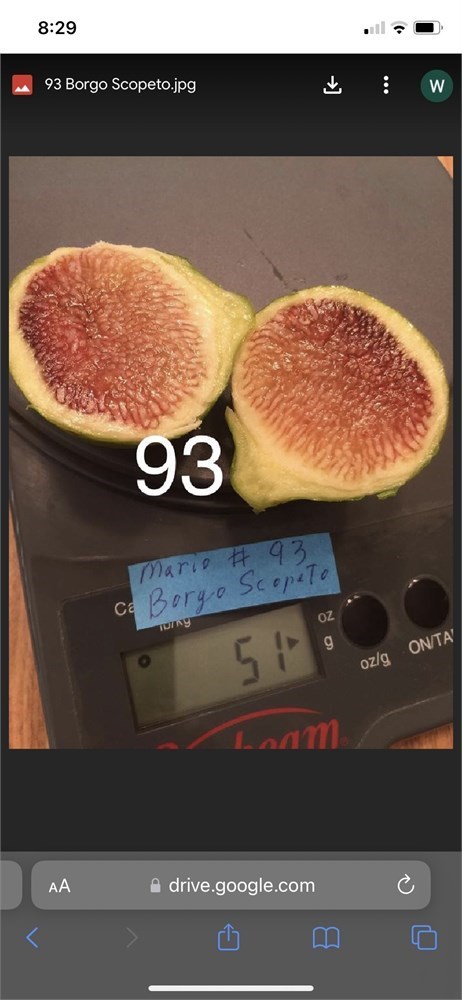 Figbid - Online Auctions Of Fig Trees, Fig Cuttings & Growing Supplies 