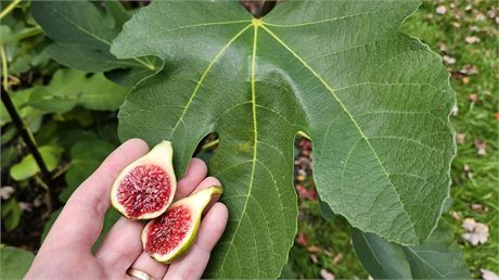 FigBid - Online Auctions of Fig Trees, Fig Cuttings & Growing