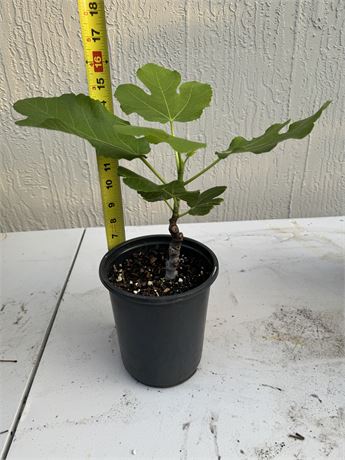 Smith Fig - Rooted Cutting