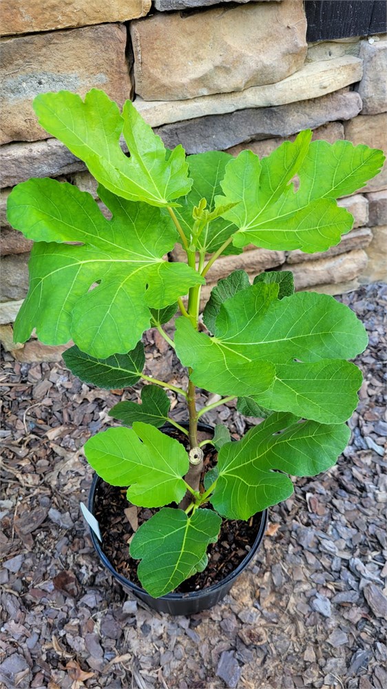 FigBid - Online Auctions of Fig Trees, Fig Cuttings & Growing Supplies - Jamal  Al Asfar (JAA) - SUPER PREMIUM Fig Variety from the Middle East