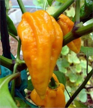 Yellow Devil's Tongue Pepper Seeds - Holy Hades this one is HOT!!