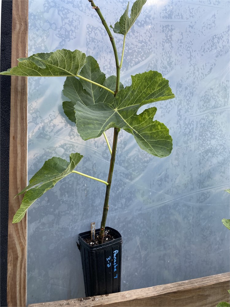 FigBid - Online Auctions of Fig Trees, Fig Cuttings & Growing Supplies ...