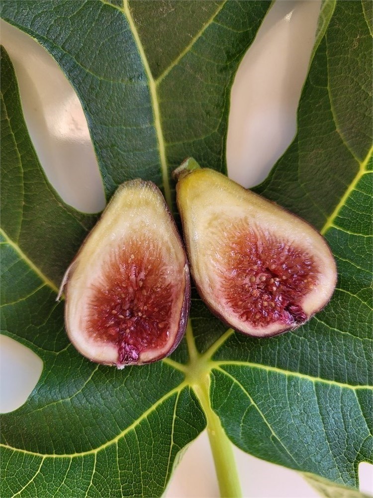 FigBid - Online Auctions of Fig Trees, Fig Cuttings & Growing Supplies -  COLL DE DAMA ROJA (MP) CDD ROJA - 2 Premium Cuttings - No Reserve