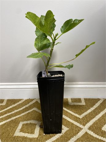 Figo Preto – Well-Rooted in Tree Pot