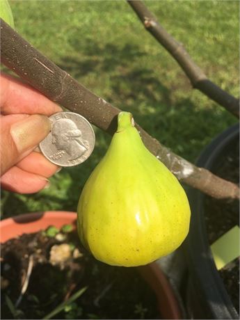 2+ years old fruited White Adriatic fig tree in 3-gallon pot