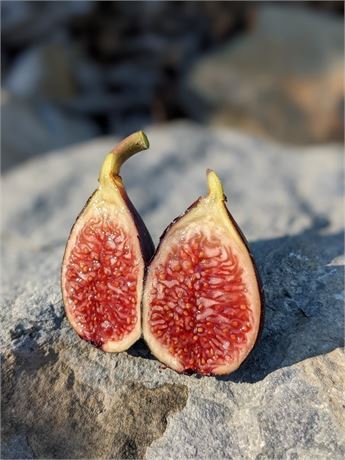 FigBid - Online Auctions of Fig Trees, Fig Cuttings & Growing Supplies ...