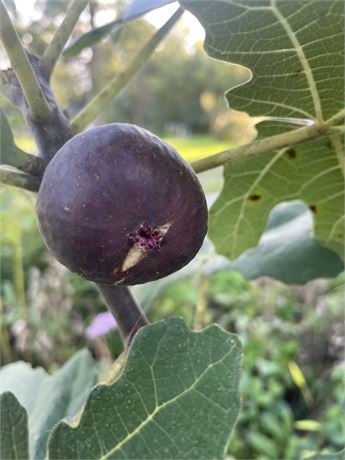 FigBid - Online Auctions of Fig Trees, Fig Cuttings & Growing