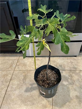 FigBid - Online Auctions of Fig Trees, Fig Cuttings & Growing Supplies ...