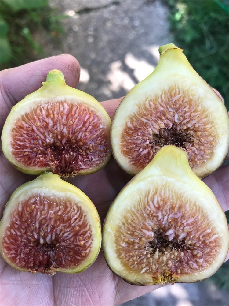 FigBid - Online Auctions of Fig Trees, Fig Cuttings & Growing Supplies -  Coll de Dama Blanca-Negra (CdD B/N) Cuttings (2 Cuttings)