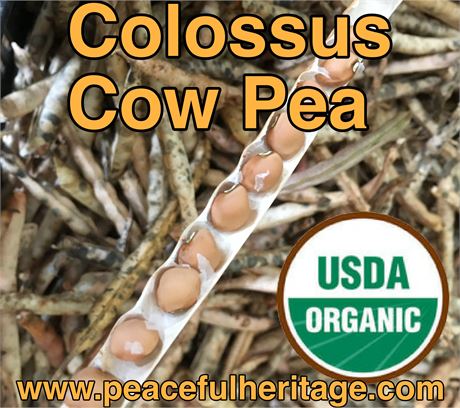 Colossus Cow Pea