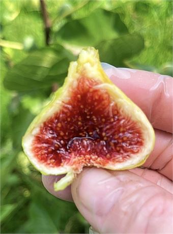 Angelito Fig Tree “Has Fruited”