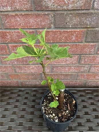 FigBid - Online Auctions of Fig Trees, Fig Cuttings & Growing Supplies ...