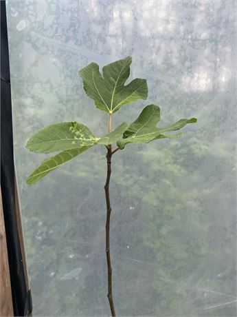 FigBid - Online Auctions of Fig Trees, Fig Cuttings & Growing Supplies ...