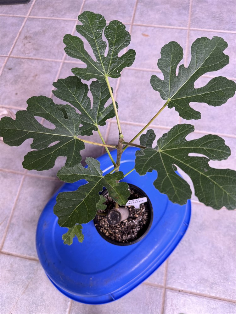 Figbid - Online Auctions Of Fig Trees, Fig Cuttings & Growing Supplies 