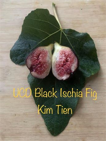 UCD Black Ischia Fig Tree